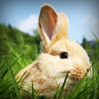 /album/unlintiocor/photolia-a03-jpg/